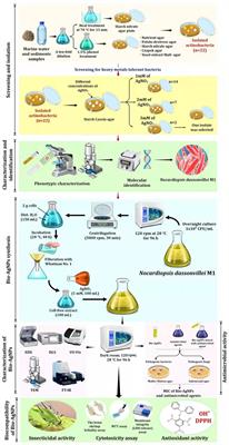 Biosynthesis of Silver Nanoparticles by Marine Actinobacterium Nocardiopsis dassonvillei and Exploring Their Therapeutic Potentials